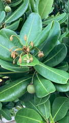 Calophyllum inophyllum