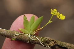 Erycina pumilio
