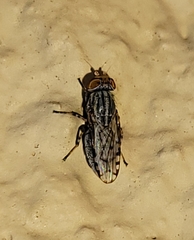 Paroedopa punctigera