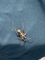 Triodoclytus lanifer