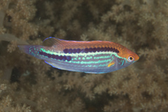 Lubbock's Wrasse photo 3