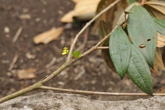 Erycina pumilio