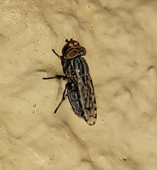 Paroedopa punctigera