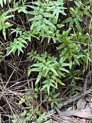 Lygodium microphyllum