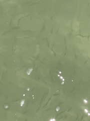 Chrysaora chesapeakei