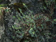 Thymelaea dioica