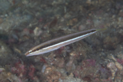 Aspidontus dussumieri