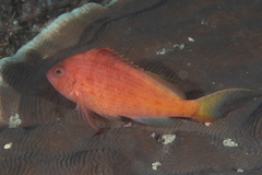 Cyprinocirrhites polyactis