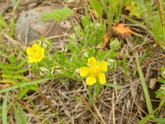 Potentilla niponica