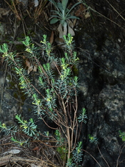 Thymelaea dioica