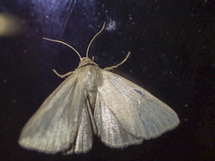 Heliocheilus moribunda