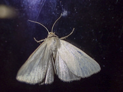 Heliocheilus moribunda