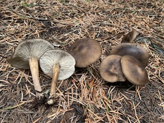 Melanoleuca angelesiana