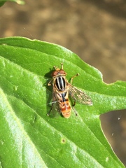 Anasimyia