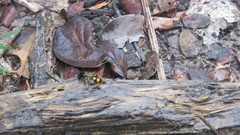 Traumatomutilla quadrinotata