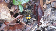 Traumatomutilla quadrinotata