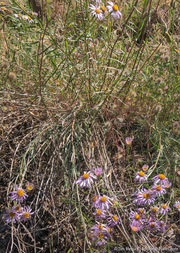 Erigeron foliosus var. hartwegii