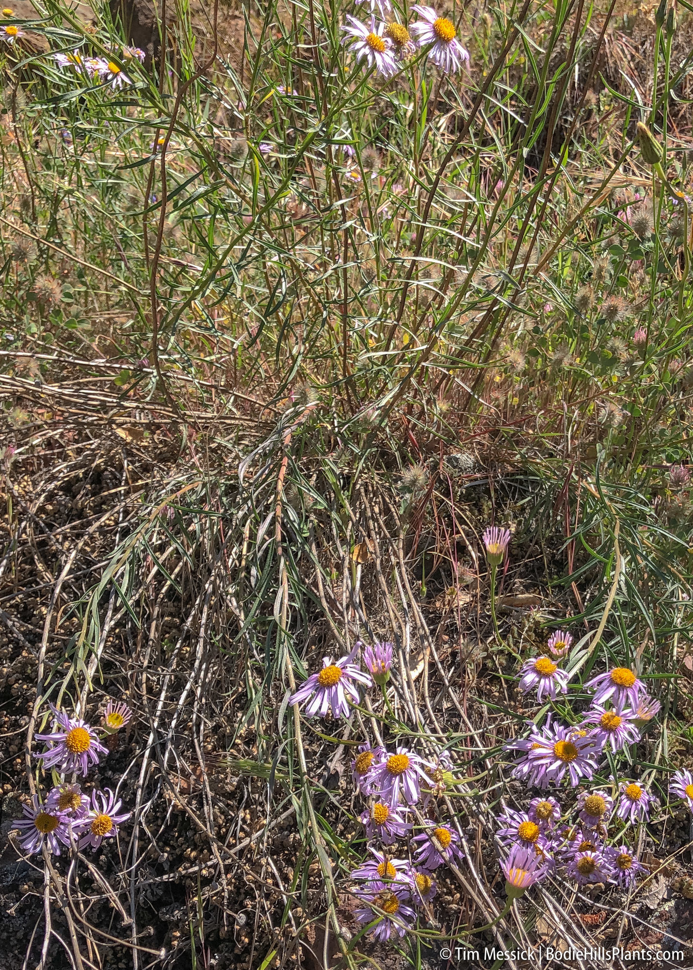 Erigeron foliosus var. hartwegii