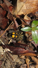 Traumatomutilla quadrinotata