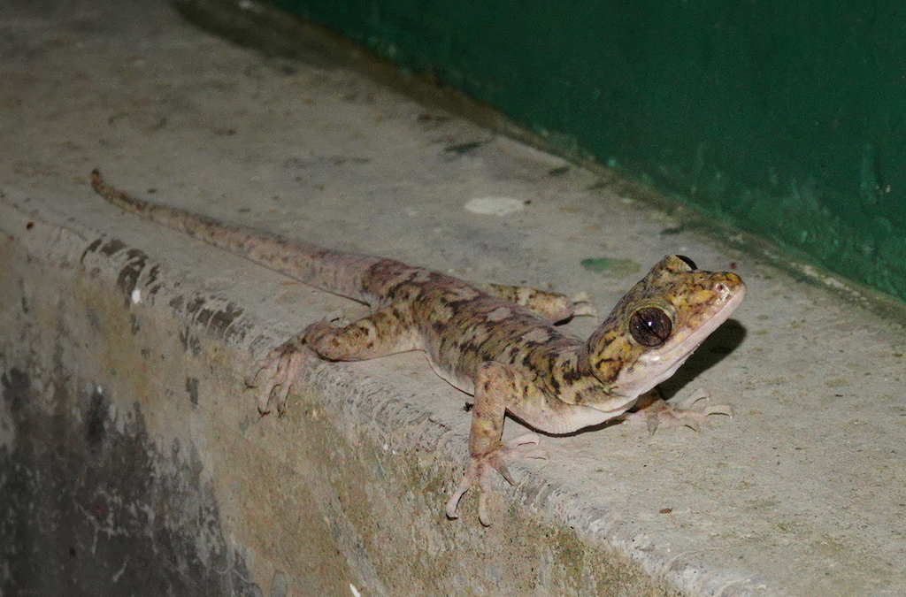 Dumbara Bent Toed Gecko