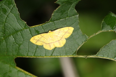 Periclina apricaria
