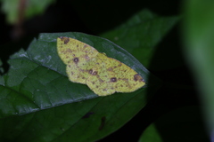 Periclina apricaria