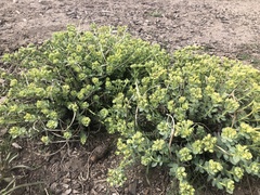 Euphorbia lurida