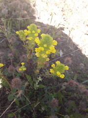 Castilleja rubicundula