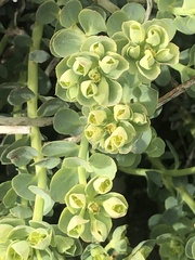 Euphorbia lurida