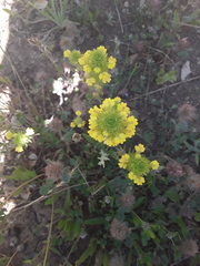 Castilleja rubicundula