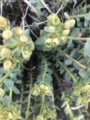 Euphorbia lurida