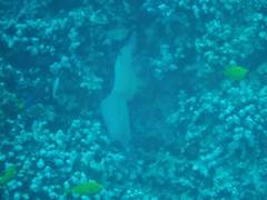 Gymnothorax meleagris