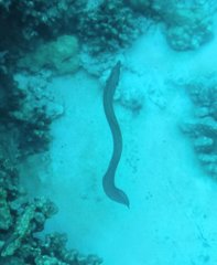 Gymnothorax meleagris