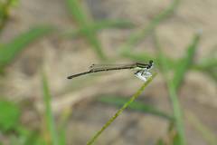 Platycnemis phyllopoda