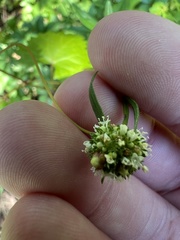 Spermacoce verticillata