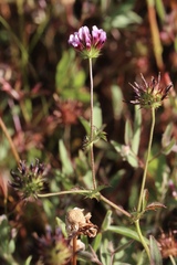 Trifolium oliganthum