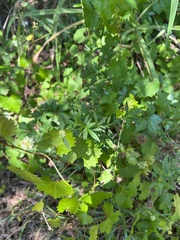 Spermacoce verticillata