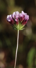 Trifolium oliganthum