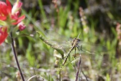 Phanogomphus militaris