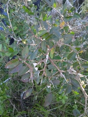 Sebastiania commersoniana