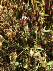 Trifolium oliganthum