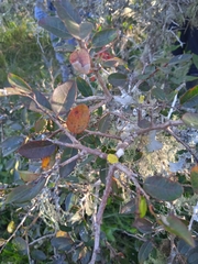 Sebastiania commersoniana