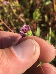Trifolium oliganthum