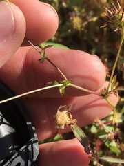 Trifolium oliganthum
