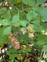 Parthenocissus quinquefolia