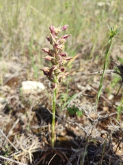 Anacamptis coriophora fragrans
