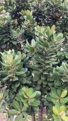 Calophyllum inophyllum