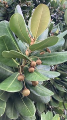 Calophyllum inophyllum