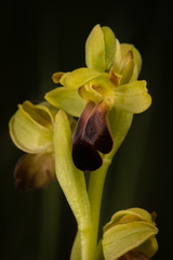 Ophrys fusca funerea