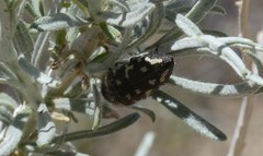 Acmaeodera bowditchi